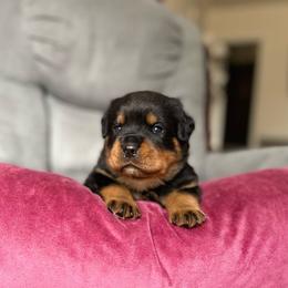 Girl 3 - Black and tan Rottweiler puppy in Chesterfield, Virginia from vom Brismore Rottweilers