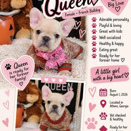 Queen - Fawn female French Bulldog puppy in Athens, Georgia from Imperial Frenchies