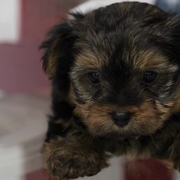 Yorkshire Terriers from Mckeever's Yorkies