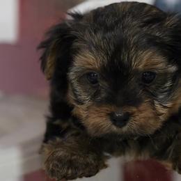 Yorkshire Terriers from Mckeever's Yorkies