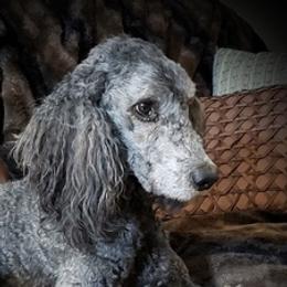 Poodles and Springerdoodles from Dakota SpringerDoodles