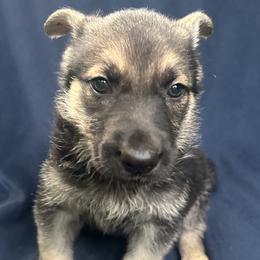 Jaeger - Black and tan male German Shepherd puppy in Perkasie, Pennsylvania from Twila Ruth Herot