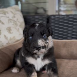 Outlaw - Blue merle male Miniature Australian Shepherd puppy in Queen Creek, Arizona from Arizona Aussies