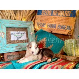 Australian Shepherd Puppies from Black Cow Kennels