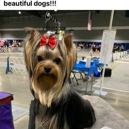 Yorkshire Terriers from PasTyme Yorkshire Terriers
