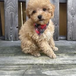 Bernedoodles, Labradoodles, and Poodles from New life kennels