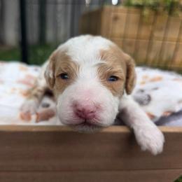 Lloyd - Yellow and white male Bernedoodle puppy in Blackfoot, Idaho from Draper Mountain Doodles