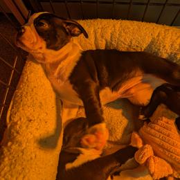Boston Terrier Puppies from Boston's Boston Terriers AKC