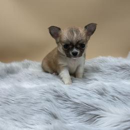 Sunny - Black sabled fawn male Chihuahua puppy in Lee Center, New York from Alfheim-Andromeda Chihuahua's (A &A's)