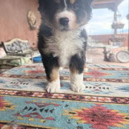 Girl 2 - Black tri female Miniature Australian Shepherd puppy in Pueblo West, Colorado from Kamar’s Mini American Shepherds