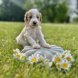 Goldendoodle Puppies from Daisys Doods