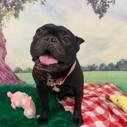 Shadow - French Bulldog