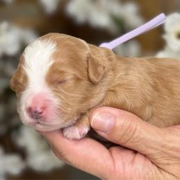 Ginger - Red female Bernedoodle puppy in Yuciapa, California from AlltheDoodlez_