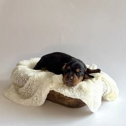 Kiss - Black and tan female Dachshund puppy in Waco, Georgia from Huff Family Doxies & Doodles