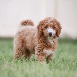 Rex - Cream male Goldendoodle puppy in Lakeland, Florida from Rolling Oak Doodles