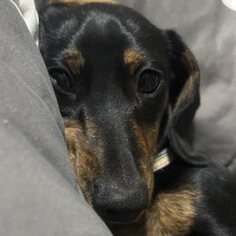 Dachshunds from K8’s Dachshunds
