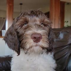 Australian Cobberdog Puppies from Heartland Hills Australian Cobberdogs