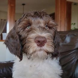 Australian Cobberdog Puppies from Heartland Hills Australian Cobberdogs
