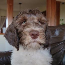 Australian Cobberdog Puppies from Heartland Hills Australian Cobberdogs