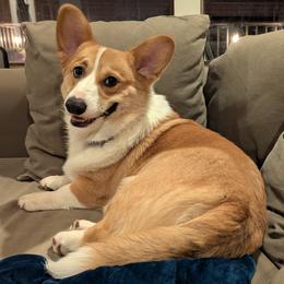 Major - Pembroke Welsh Corgi