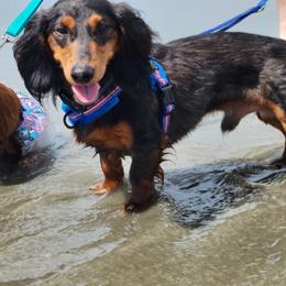 Joey - Dachshund