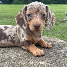 Pixie - Dapple female Dachshund puppy in Defuniak Springs, Florida from Anastasia Knight's Cocker Spaniels