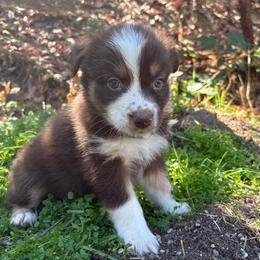 Mary-Ann - Red tri-color female Australian Shepherd puppy in Grants Pass, Oregon from Carmel Mountain Aussies