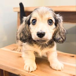 Maple 3500 - Cream female Dachshund puppy in Sylvania, Alabama from Yancey’s Doxies