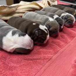 Bulldog and French Bulldog Puppies from Jhuntfrenchies
