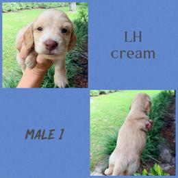 Ace - Cream male Dachshund puppy in Pierson, Florida from Paige’s Mini Dachshunds
