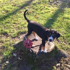 Entlebucher Mountain Dog Puppies from Swiss Stock Entlebuchers