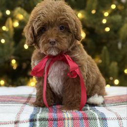Candy - Caramel female Australian Labradoodle puppy in Calhoun, Louisiana from Arrowhead Australian Labradoodles