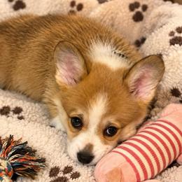 Gray Collar - Red male Pembroke Welsh Corgi puppy in Abingdon, Virginia from Em-K Kennels