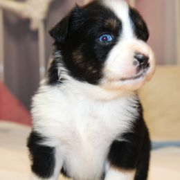 Meet Baxter blue eyes BTM - Black tri-color male Australian Shepherd puppy in Cookeville, Tennessee from Spring Creek Aussies
