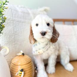 BUZZ - Caramel ice male Australian Labradoodle puppy in Palmdale, California from Heavenly Doodles