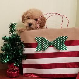 Poodle Puppies from Champion Poodles