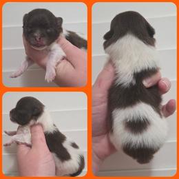 Max - Tri-colored male Pomeranian puppy in Washington, North Carolina from Grace's Poms🐾💕