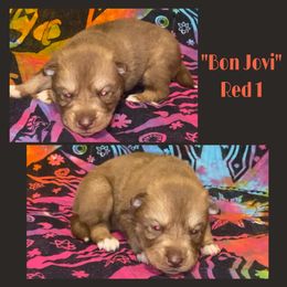 Bon Jovi - Red and white male Siberian Husky puppy in Charleston, Illinois from Blue Skyes Huskies