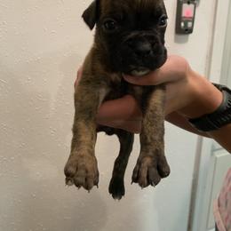 Orion - Brindle male Boxer puppy in Custer, South Dakota from Tracy's Boxers