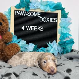 Waldo - Fawn (isabella) and tan male Dachshund puppy in Lufkin, Texas from Paw-some Doxies