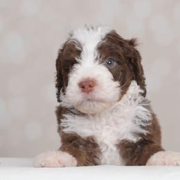 Ajax - Brown male Bernedoodle puppy in Guthrie, Oklahoma from Edmond Doodles, LLC