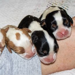 Girl 4 - Tri-color female Cavalier King Charles Spaniel puppy in Oxford, Ohio from Wilson Park Cavaliers