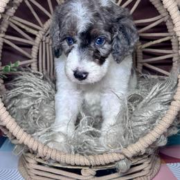 Ares - Parti male Labradoodle puppy in Kingston, Georgia from CC Familydoodles