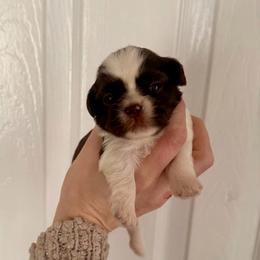 Girl 1 - Liver and white female Shih Tzu puppy in Stroud, Oklahoma from Laik’s Little Shihtz & Poms