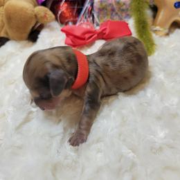Dachshund Puppies from CLARK'S BREEDING PROGRAM