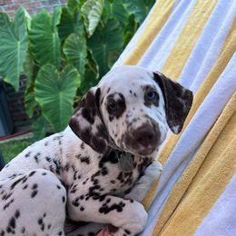 Dalmatian Puppies from Louisiana Roux Dalmatians