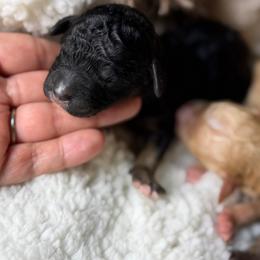 Black Phantom F - Black tri-color female Aussiedoodle puppy in Belgreen, Alabama from Scott’s Farm Poodles and Doodles