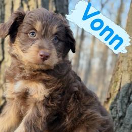 Vonn (Male 2) - Red phantom male Aussiedoodle puppy in South Central, Pennsylvania from Windy Hills Mini Aussies & Doodles