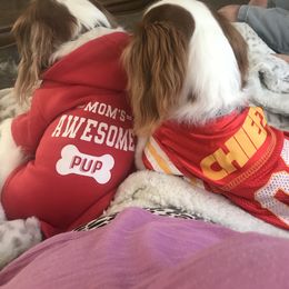 Cavalier King Charles Spaniel Puppies from Christina’s Cavaliers