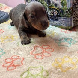 AKC Male 2900 - Blue and tan male Dachshund puppy in Summerville, South Carolina from Funk's Four-Legged Friends